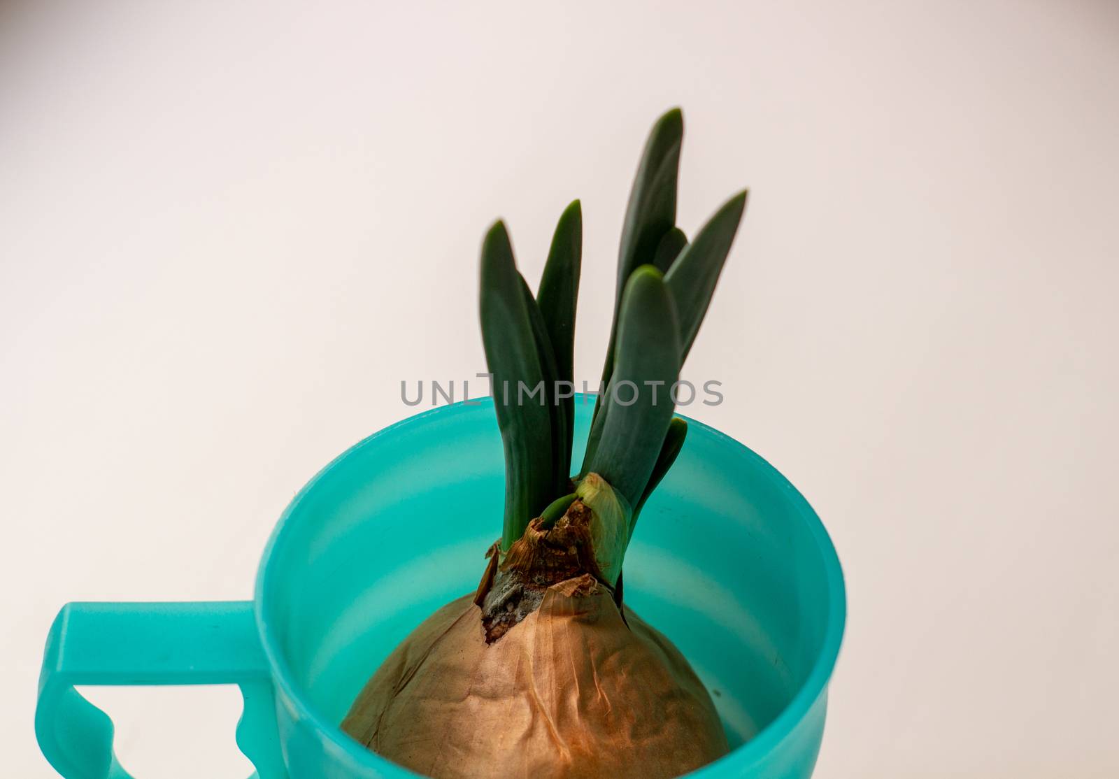 Green onion with root in a glass on a white background.