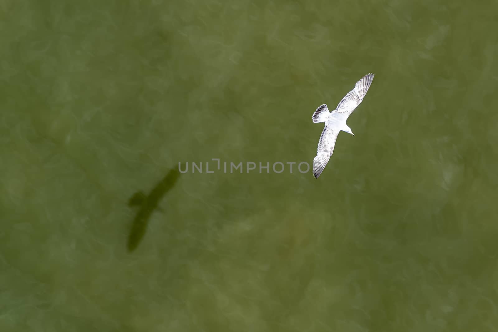Down view of a seagull with his shadow flying above a green water of the North Sea