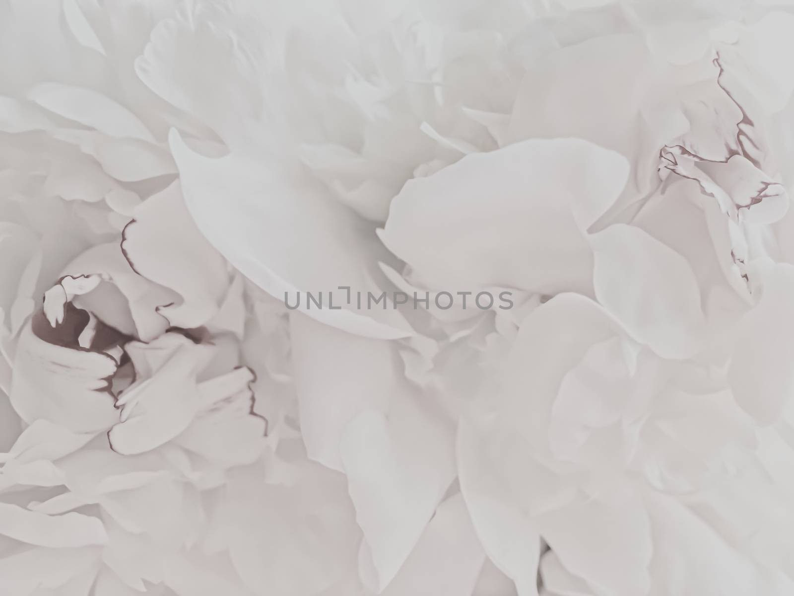 White peony flower as abstract floral background for holiday branding by Anneleven