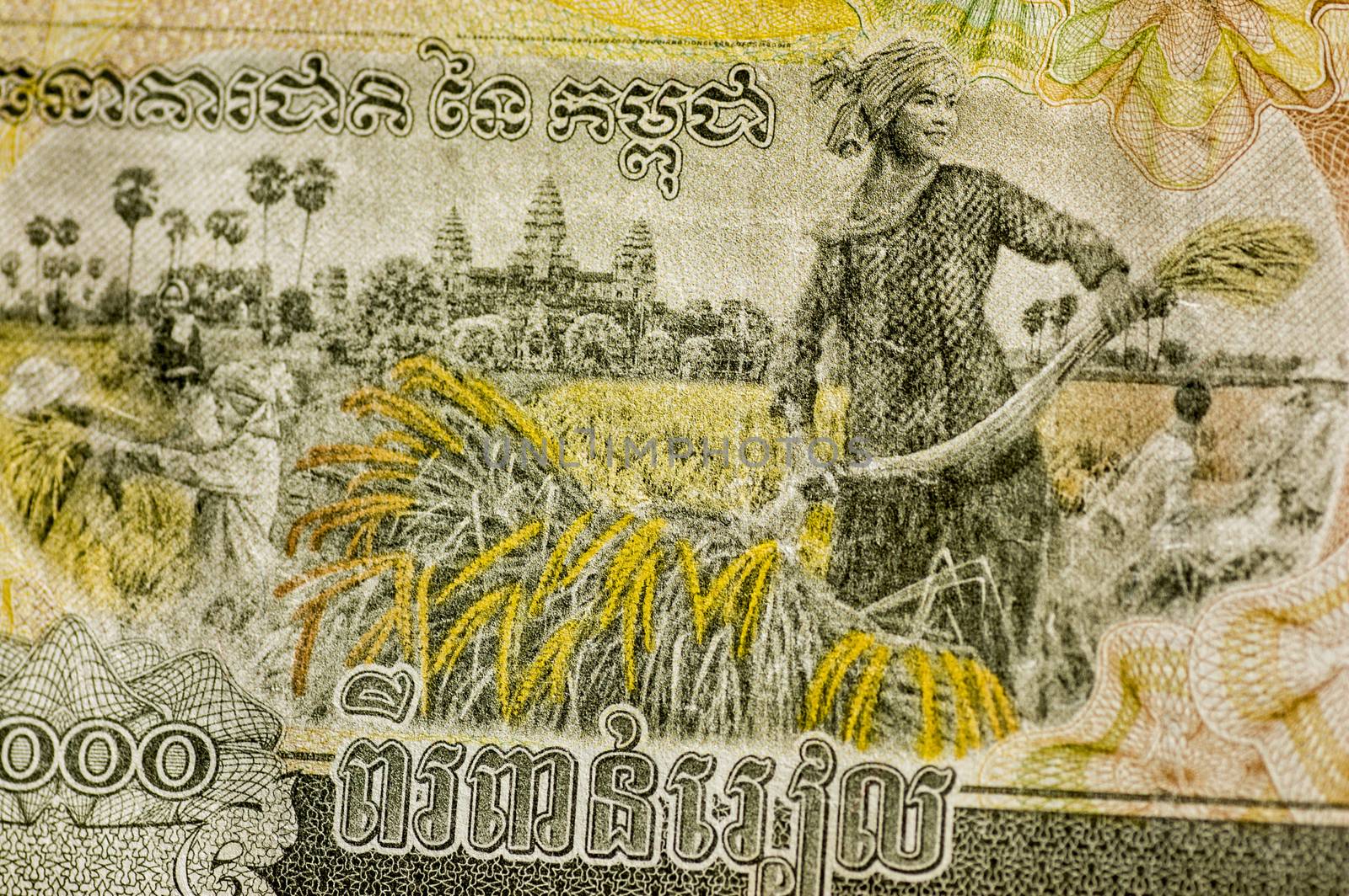 A Cambodia banknote for 2,000 Riels showing a woman harvesting rice with Angkor Wat temple in the background. Used banknote, photographed at an angle.
