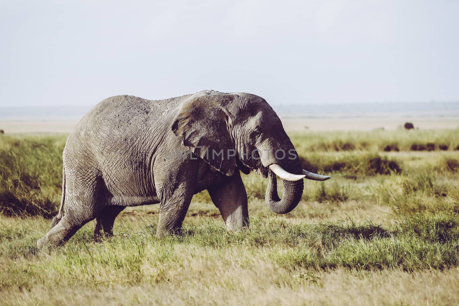 Elephant in Amboseli national Park by Weltblick