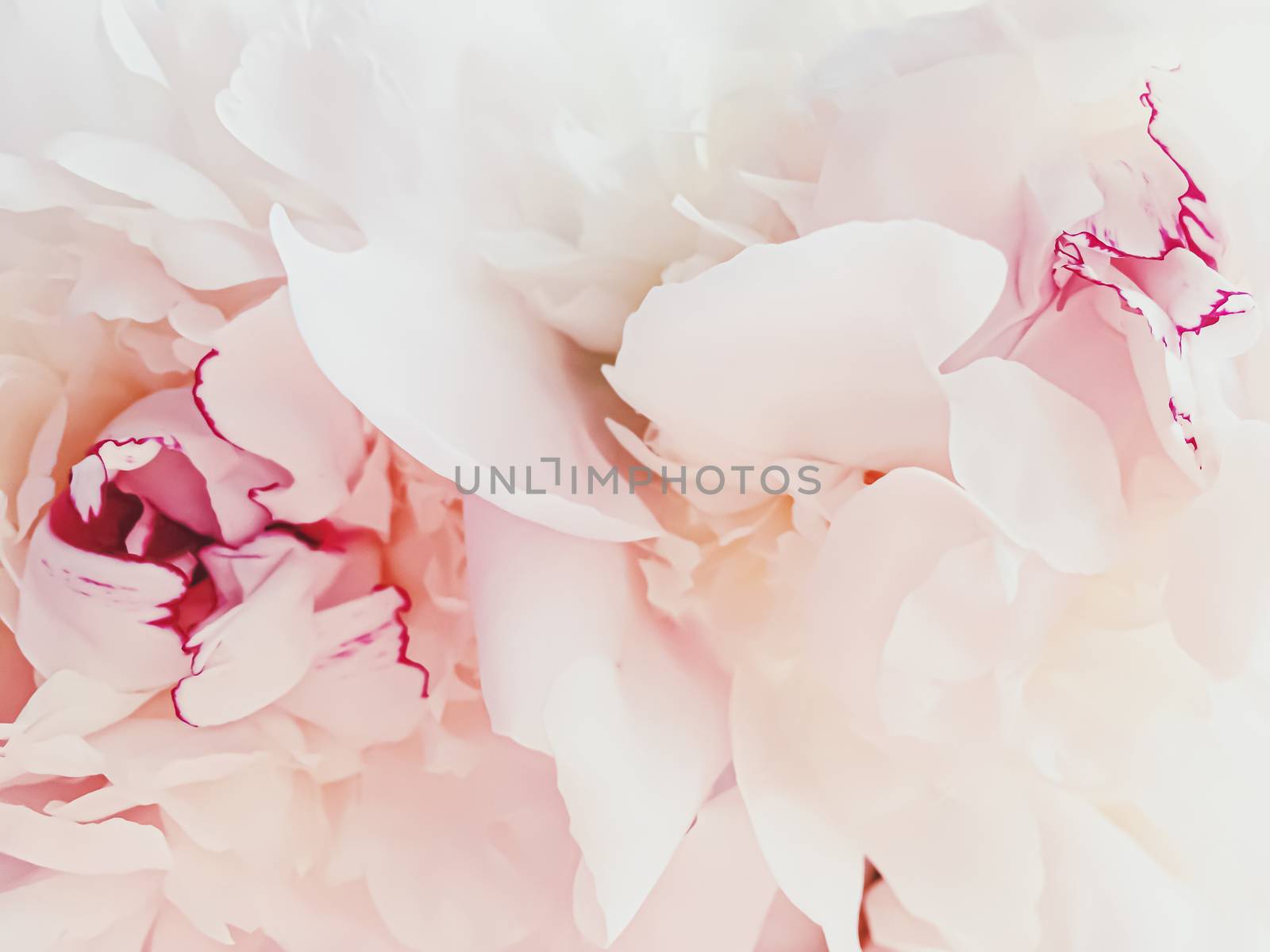 Pink peony flower as abstract floral background for holiday branding design