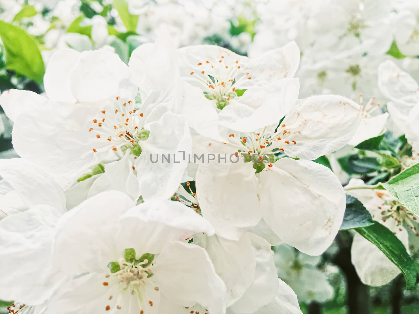 Blooming apple tree flowers in spring garden as beautiful nature landscape, plantation and agriculture scenery