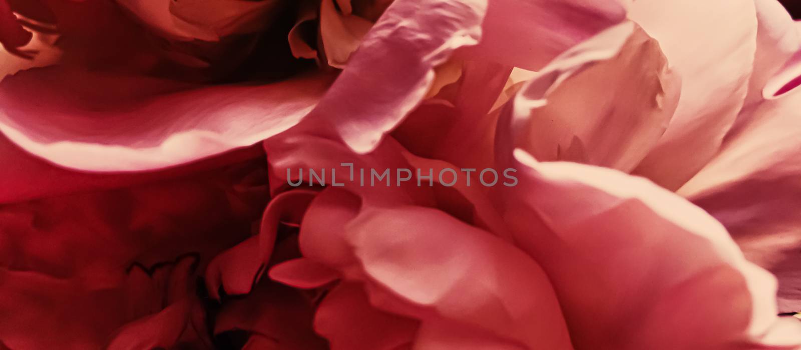 Red peony flower as abstract floral background for holiday branding by Anneleven