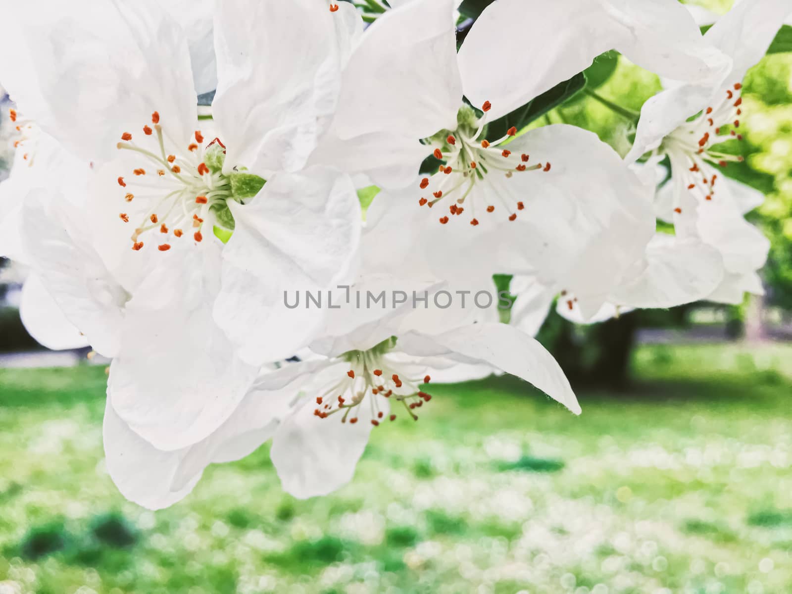 Blooming apple tree flowers in spring garden as beautiful nature landscape, plantation and agriculture scenery