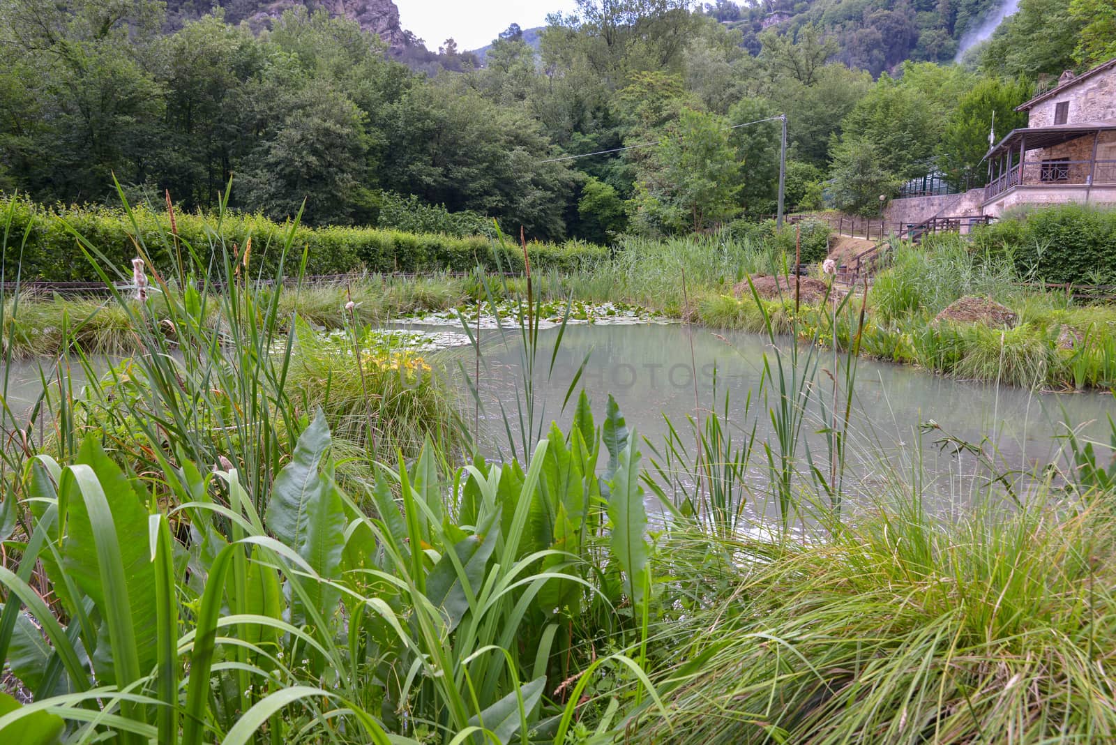 the lake of the marmore waterfall where there are fish and frogs