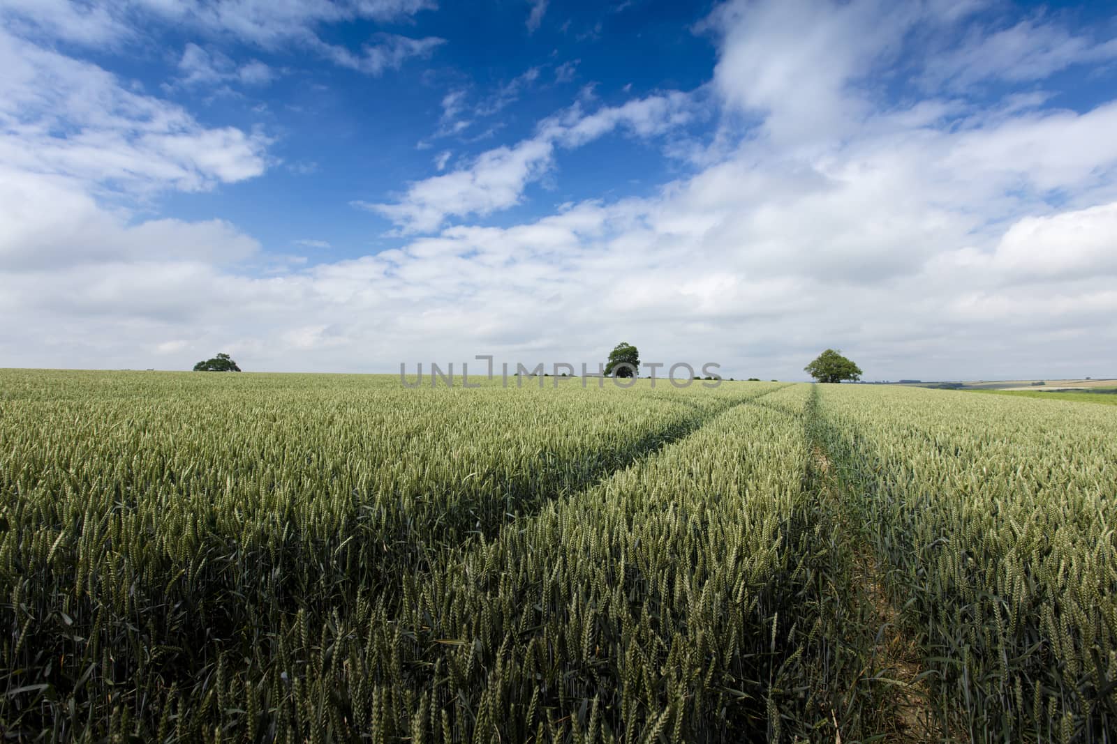 Near Nettleton, Lincolnshire, UK, July 2017, Landscape view of t by ElectricEggPhoto
