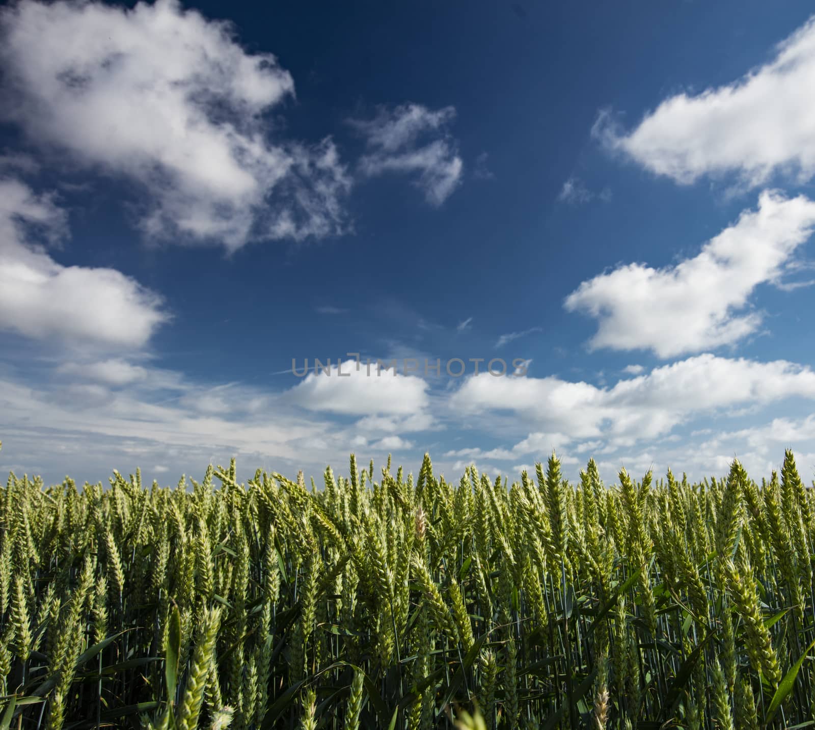 Near Ulceby, Lincolnshire, UK, July 2017, View of a crops from below with lots of sky