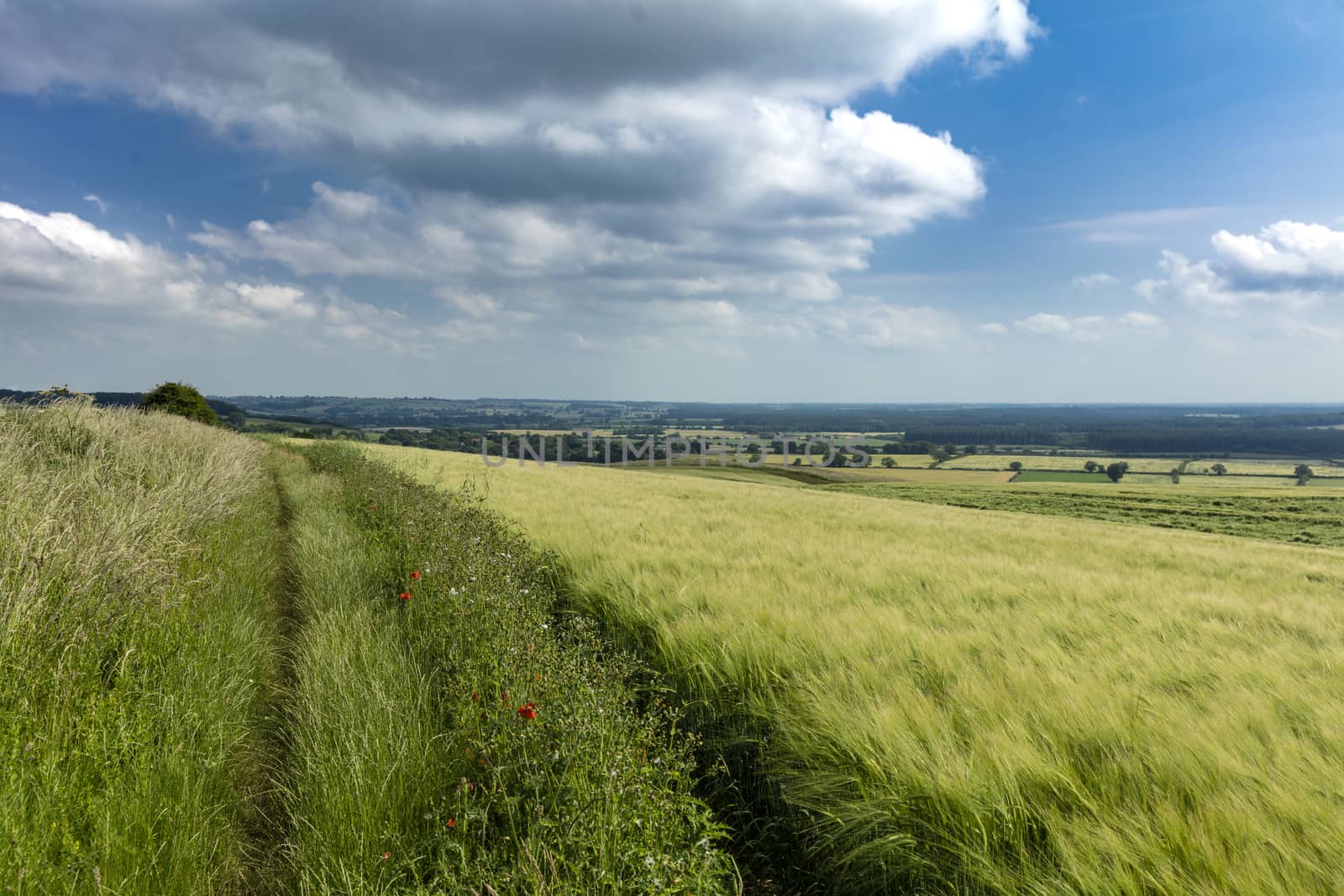 Near Normanby, Lincolnshire, UK, July 2017, View of Lincolnshire by ElectricEggPhoto