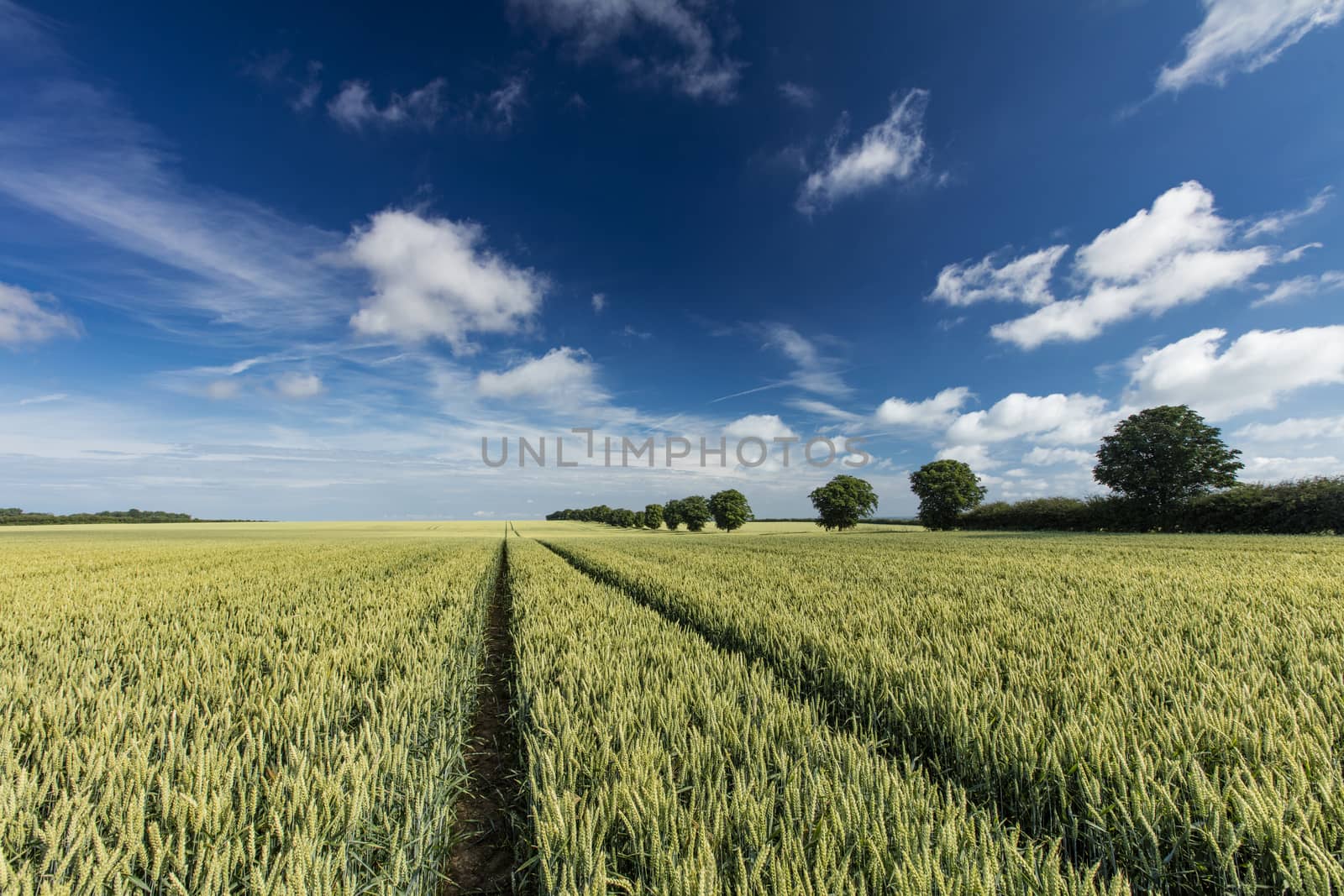 Near Ulceby, Lincolnshire, UK, July 2017, View of a row of trees by ElectricEggPhoto