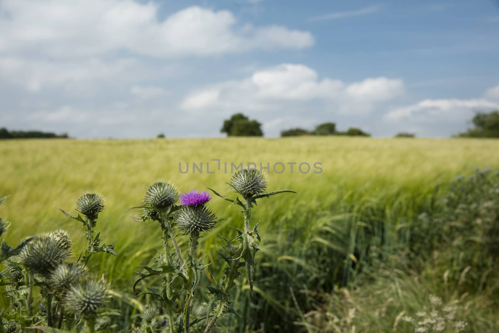 Near Normanby, Lincolnshire, UK, July 2017, View of Lincolnshire by ElectricEggPhoto