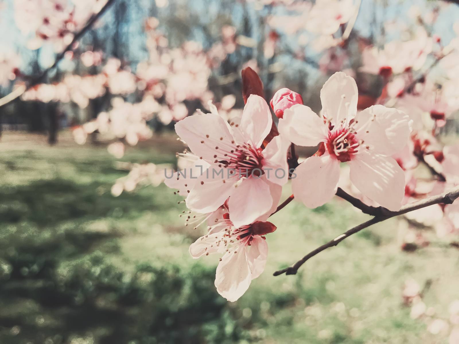 Vintage background of apple tree flowers bloom, floral blossom in sunny spring