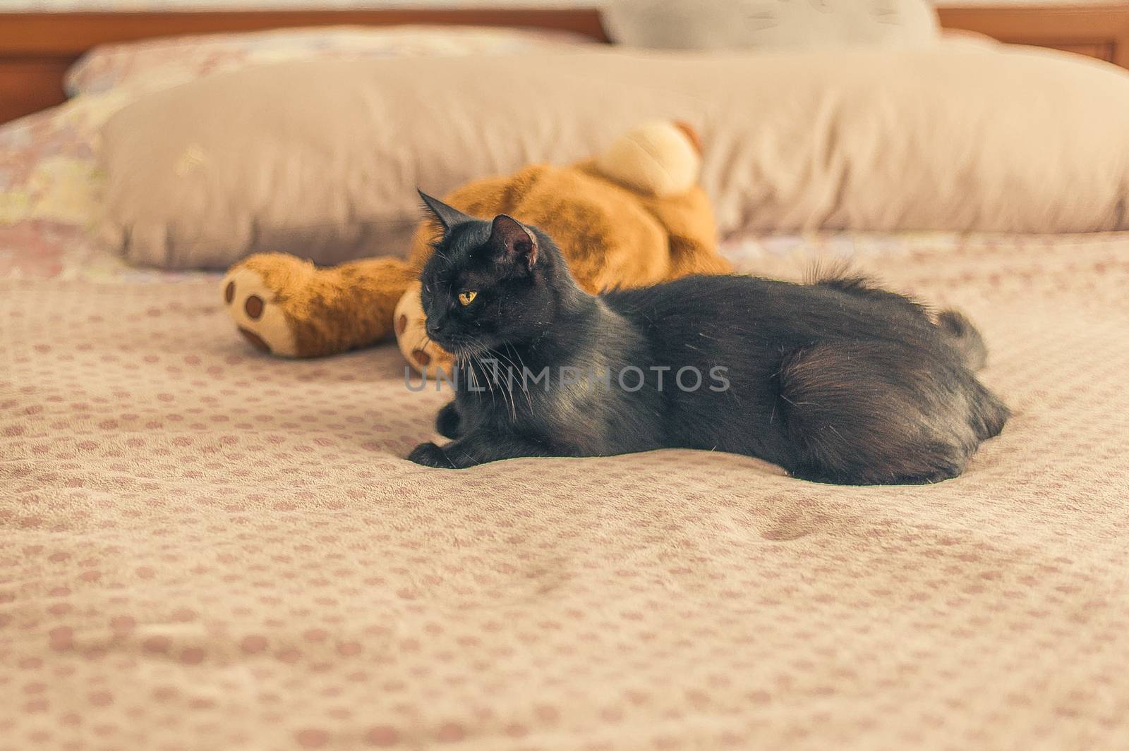 black cat rest on a bed near a teddy bear by chernobrovin