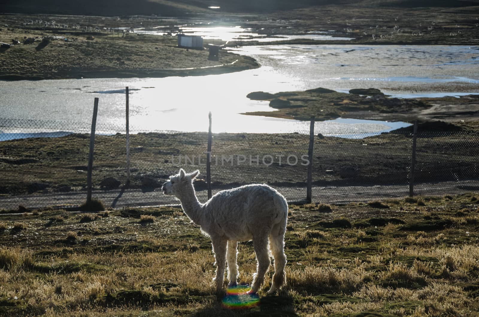 Llama by Peruphotoart