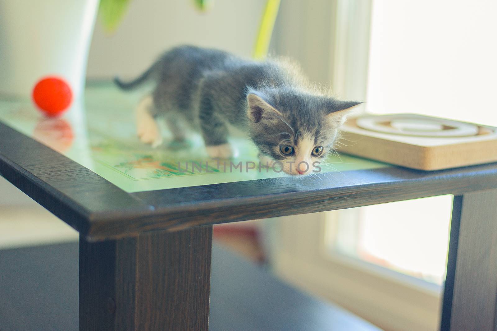 curious gray kitten sits on a wooden table
