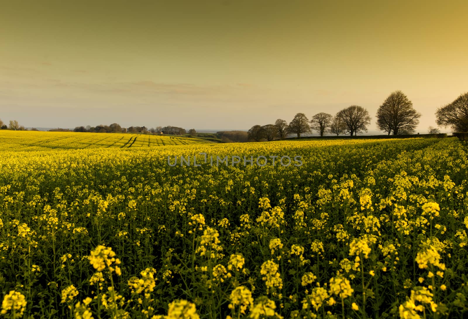 Near Normanby, Lincolnshire, UK, July 2017, View of Lincolnshire by ElectricEggPhoto