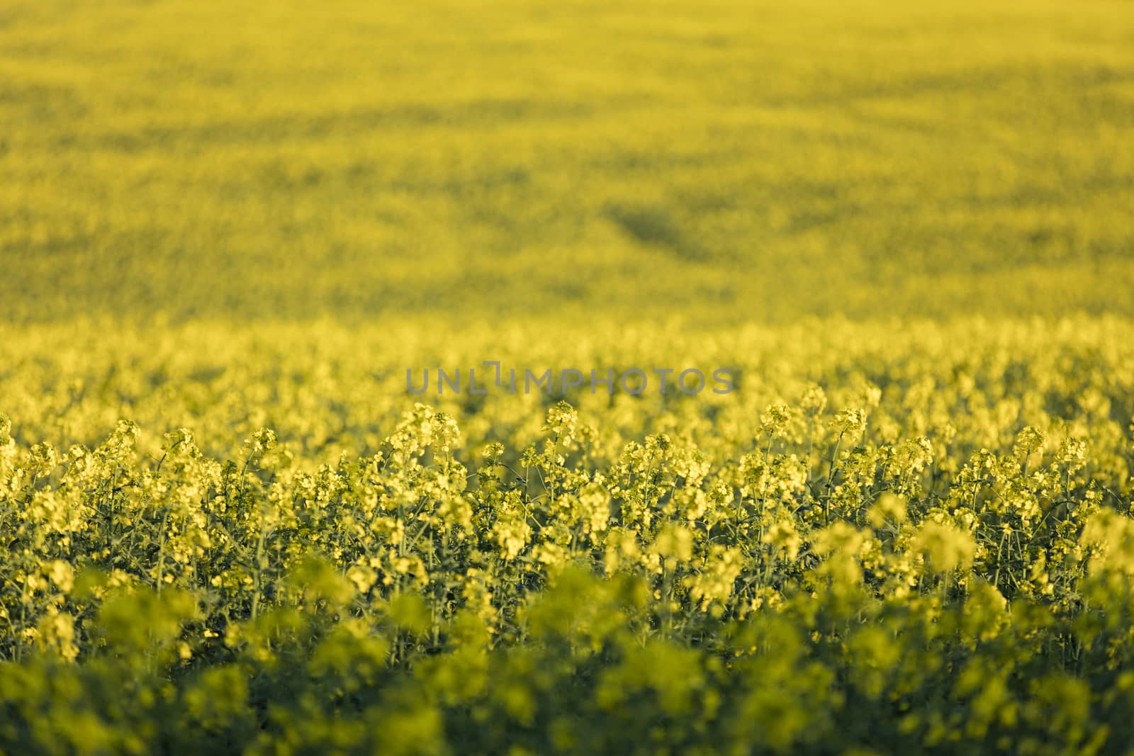 Near Normanby, Lincolnshire, UK, July 2017, View of Rapeseed fie by ElectricEggPhoto