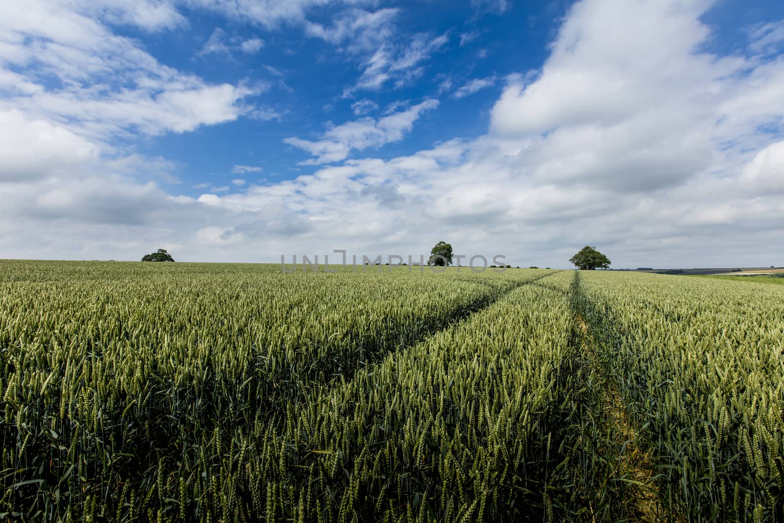 Near Nettleton, Lincolnshire, UK, July 2017, Landscape view of t by ElectricEggPhoto