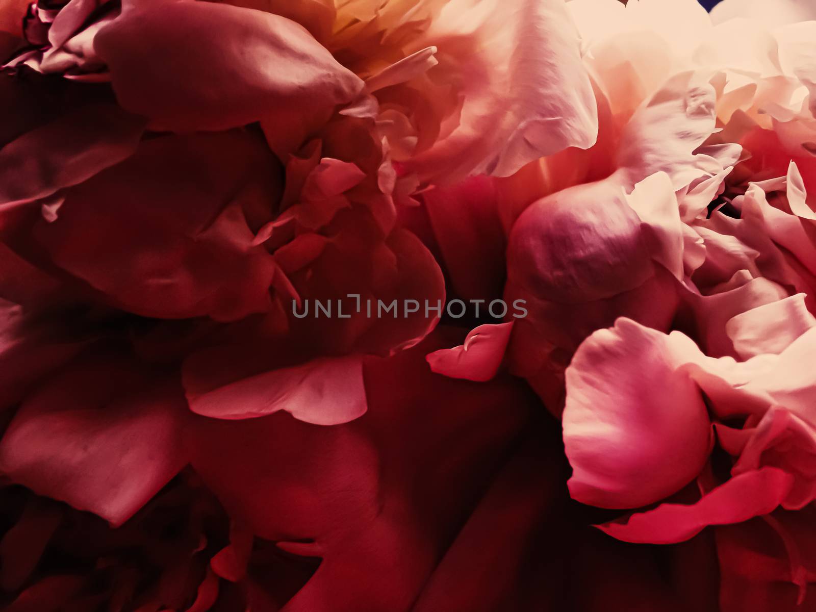 Red peony flower as abstract floral background for holiday branding by Anneleven