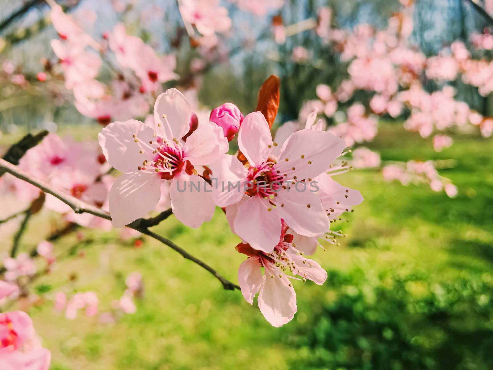 Apple tree flowers bloom, floral blossom in sunny spring