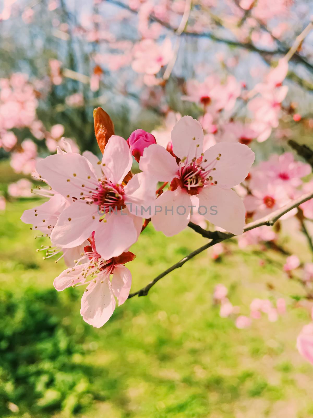 Apple tree flowers bloom, floral blossom in sunny spring