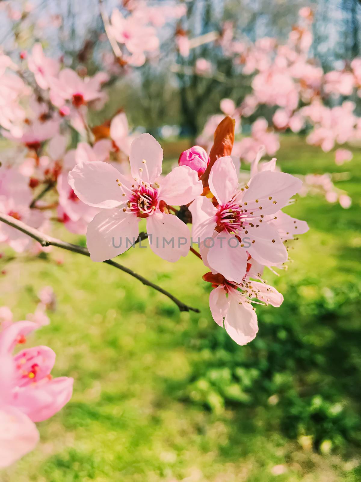 Apple tree flowers bloom, floral blossom in sunny spring