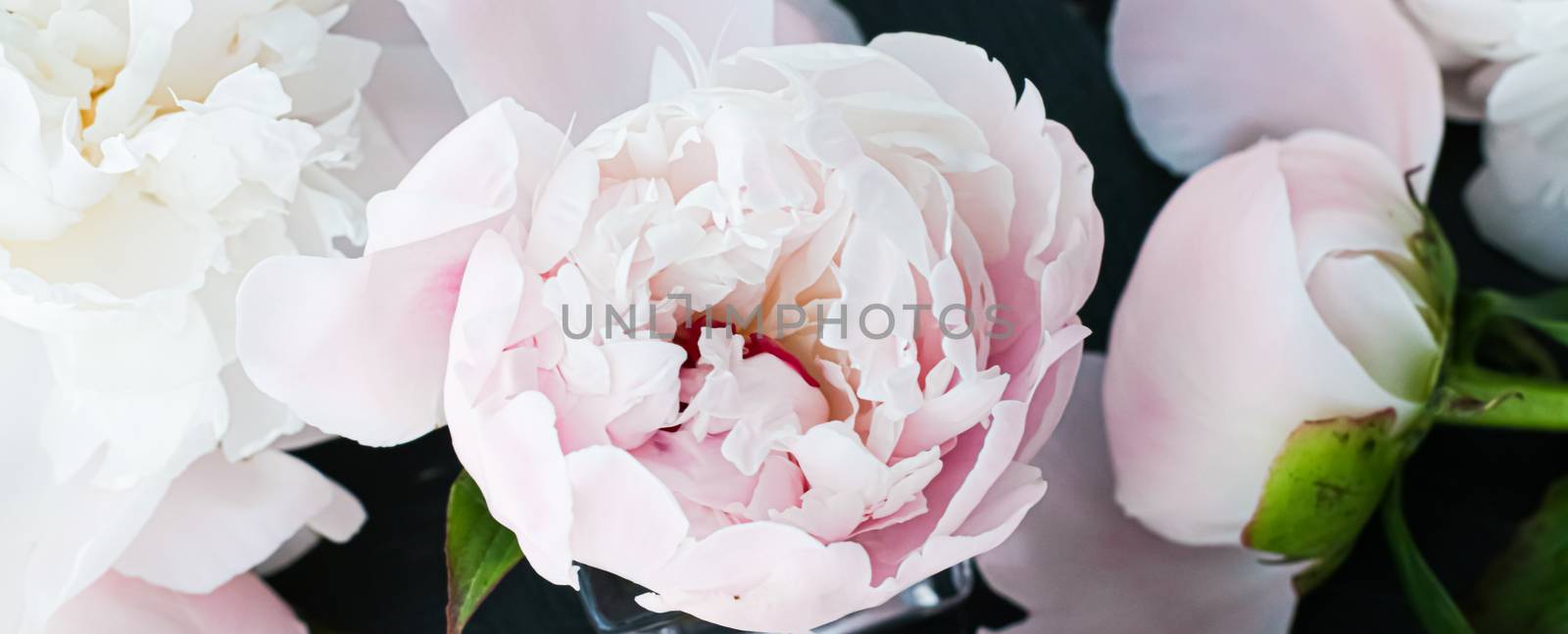 Blooming peony flowers as floral art background, botanical flatlay and luxury branding by Anneleven