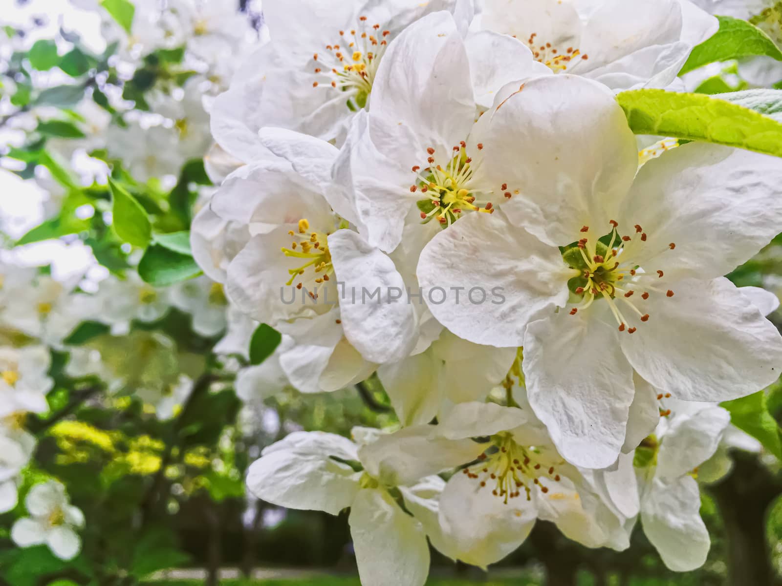 Blooming apple tree flowers in spring garden as beautiful nature landscape, plantation and agriculture scenery