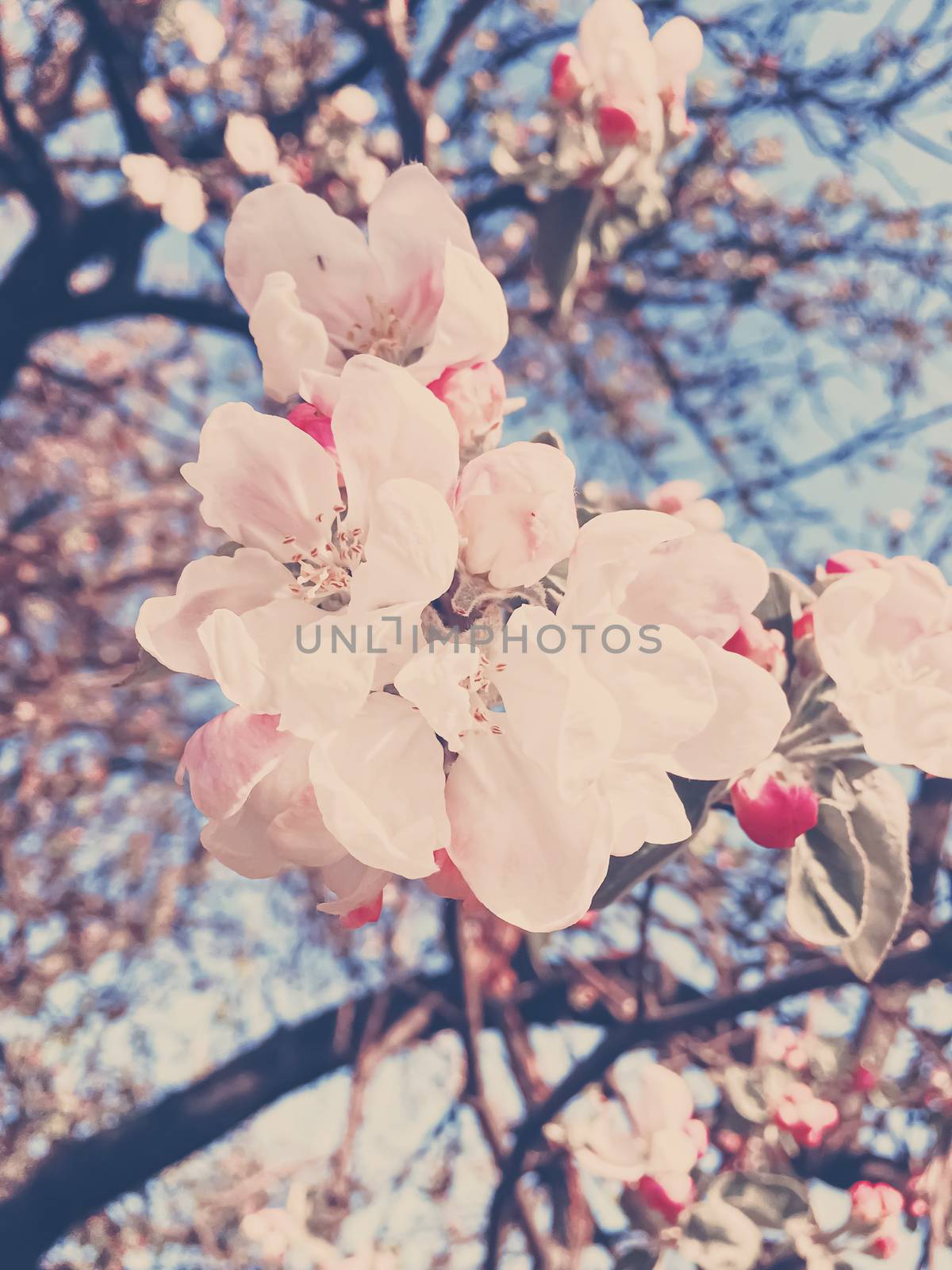 Blooming apple tree flowers in spring as floral background, nature and agriculture