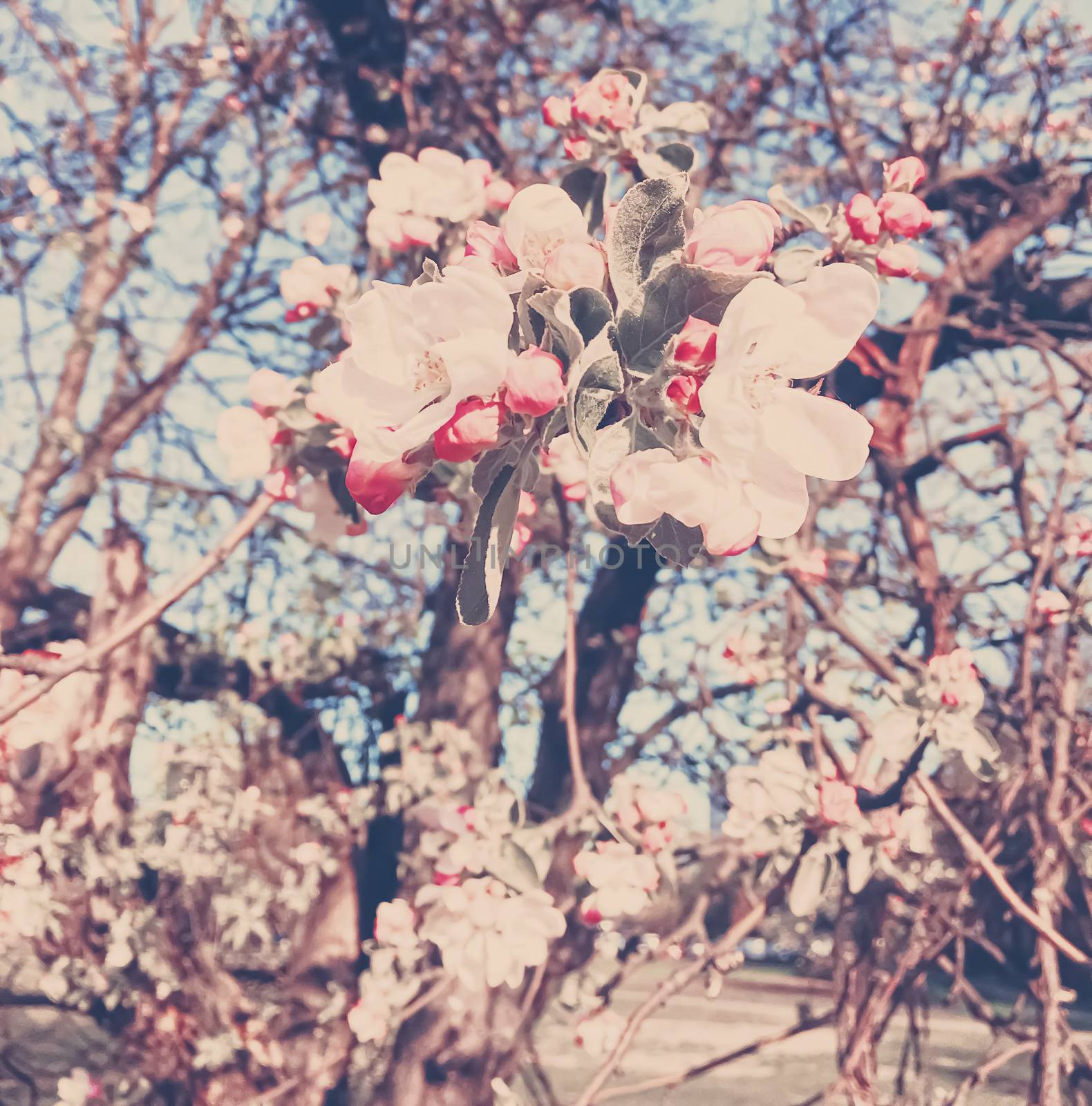 Blooming apple tree flowers in spring as floral background by Anneleven