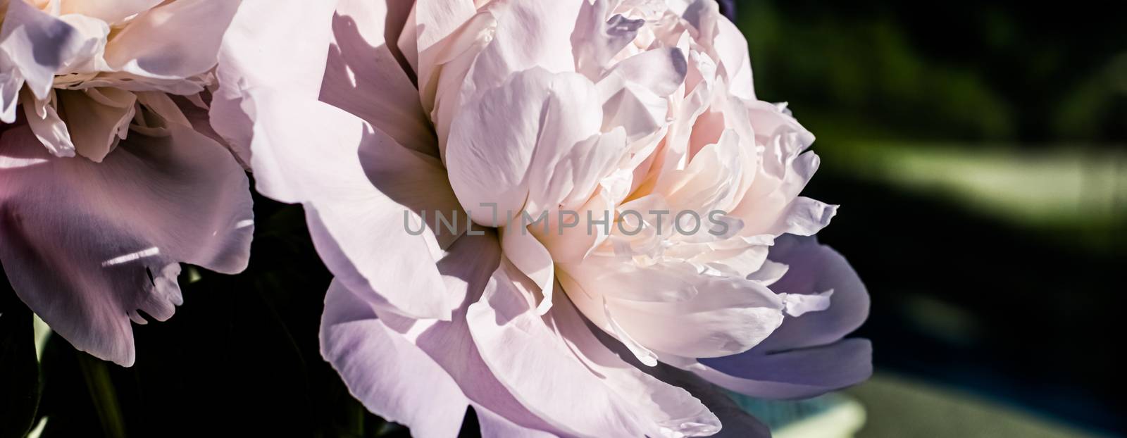 Peony flowers as luxury floral art background, wedding decor and event branding design