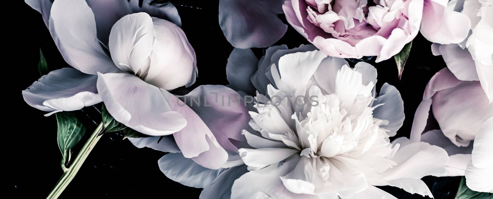 Pastel peony flowers as floral art background, botanical flatlay and luxury branding by Anneleven