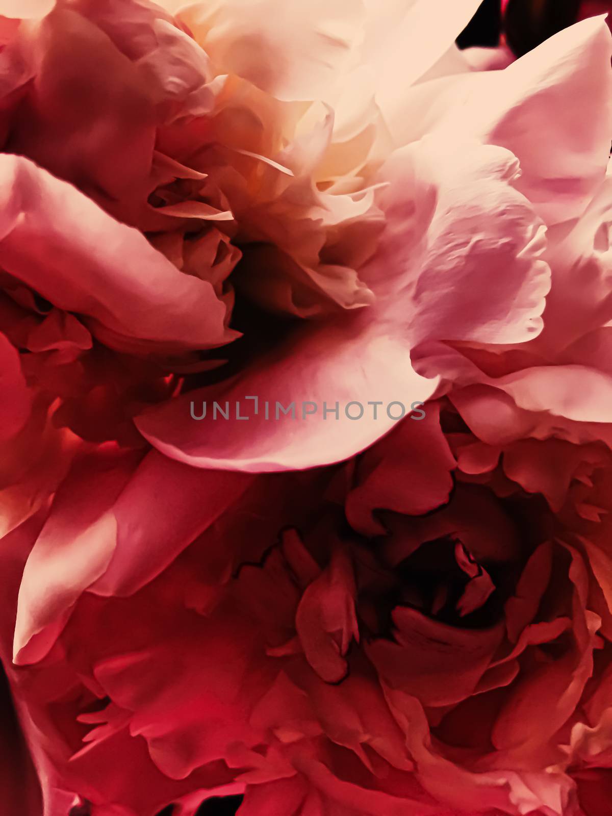 Red peony flower as abstract floral background for holiday branding design