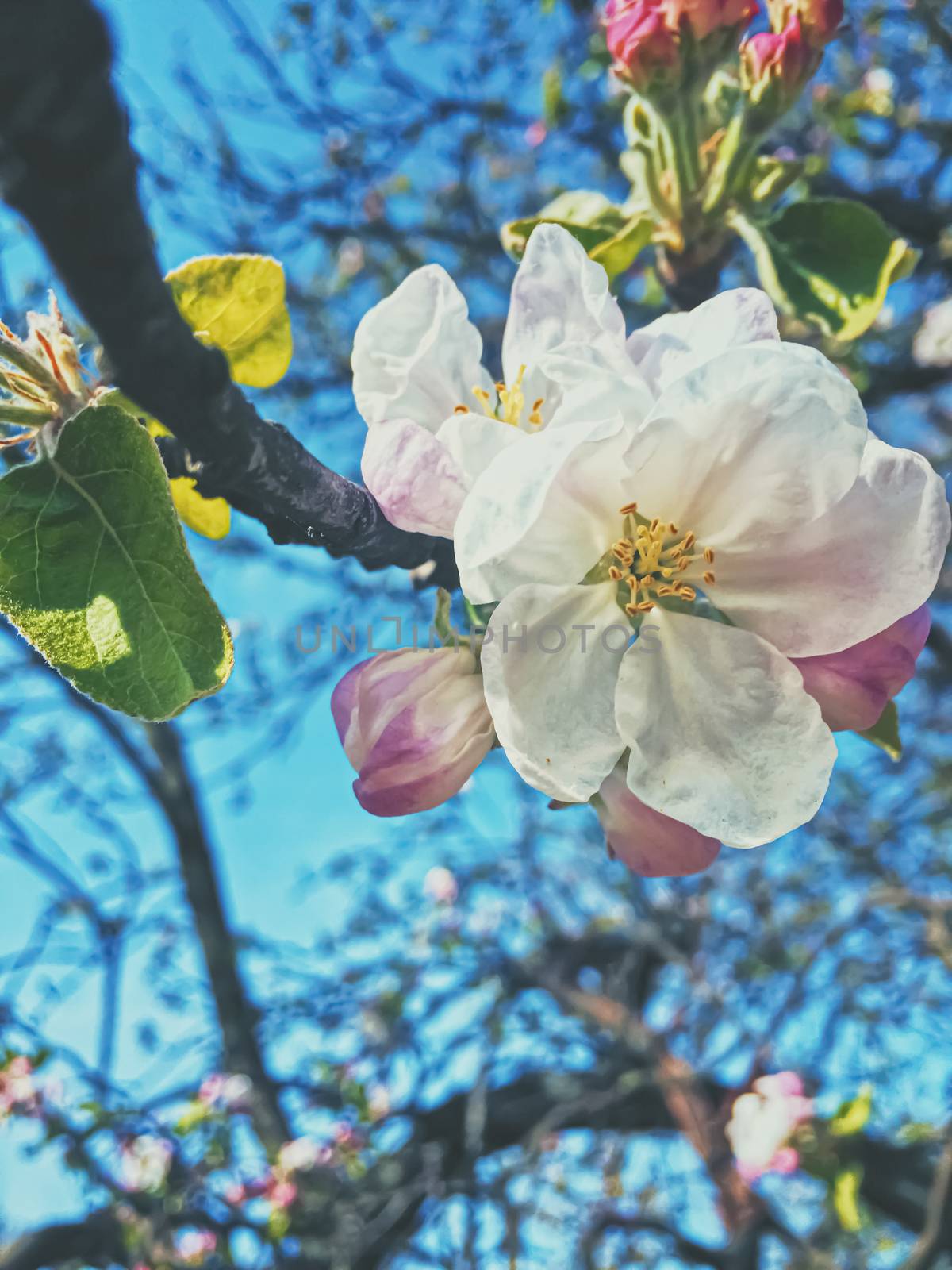 Blooming apple tree flowers in spring as floral background by Anneleven