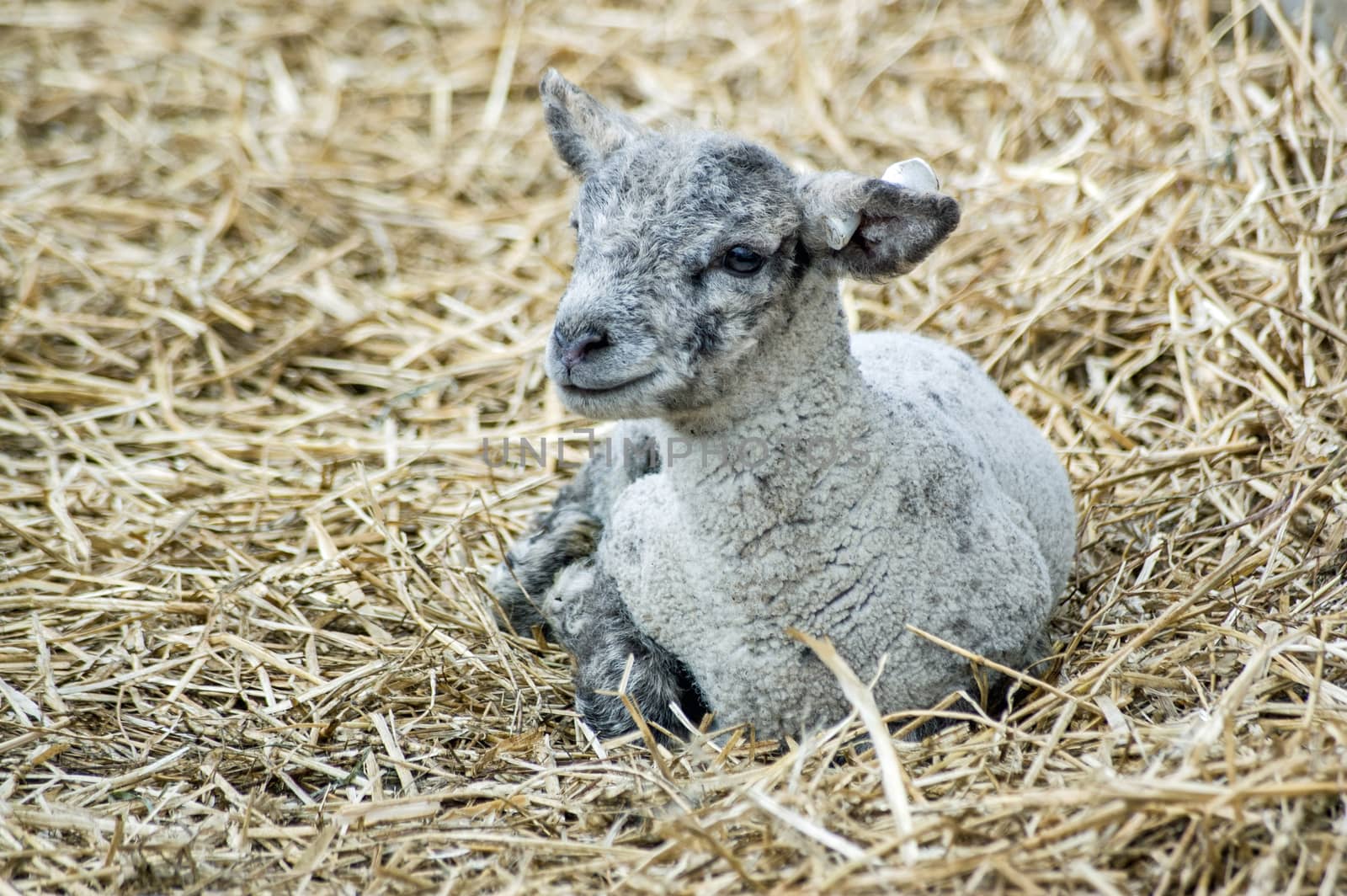Two week old lamb resting by BasPhoto