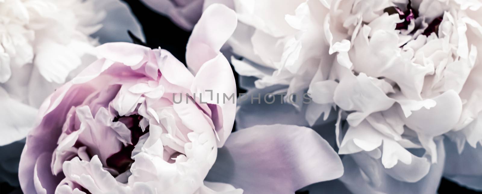 Pastel peony flowers as floral art background, botanical flatlay and luxury branding by Anneleven