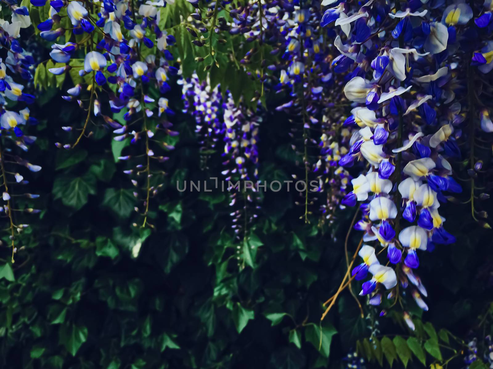 Blue wisteria flowers and leaves in botanical garden as floral background, nature and flowering scenery