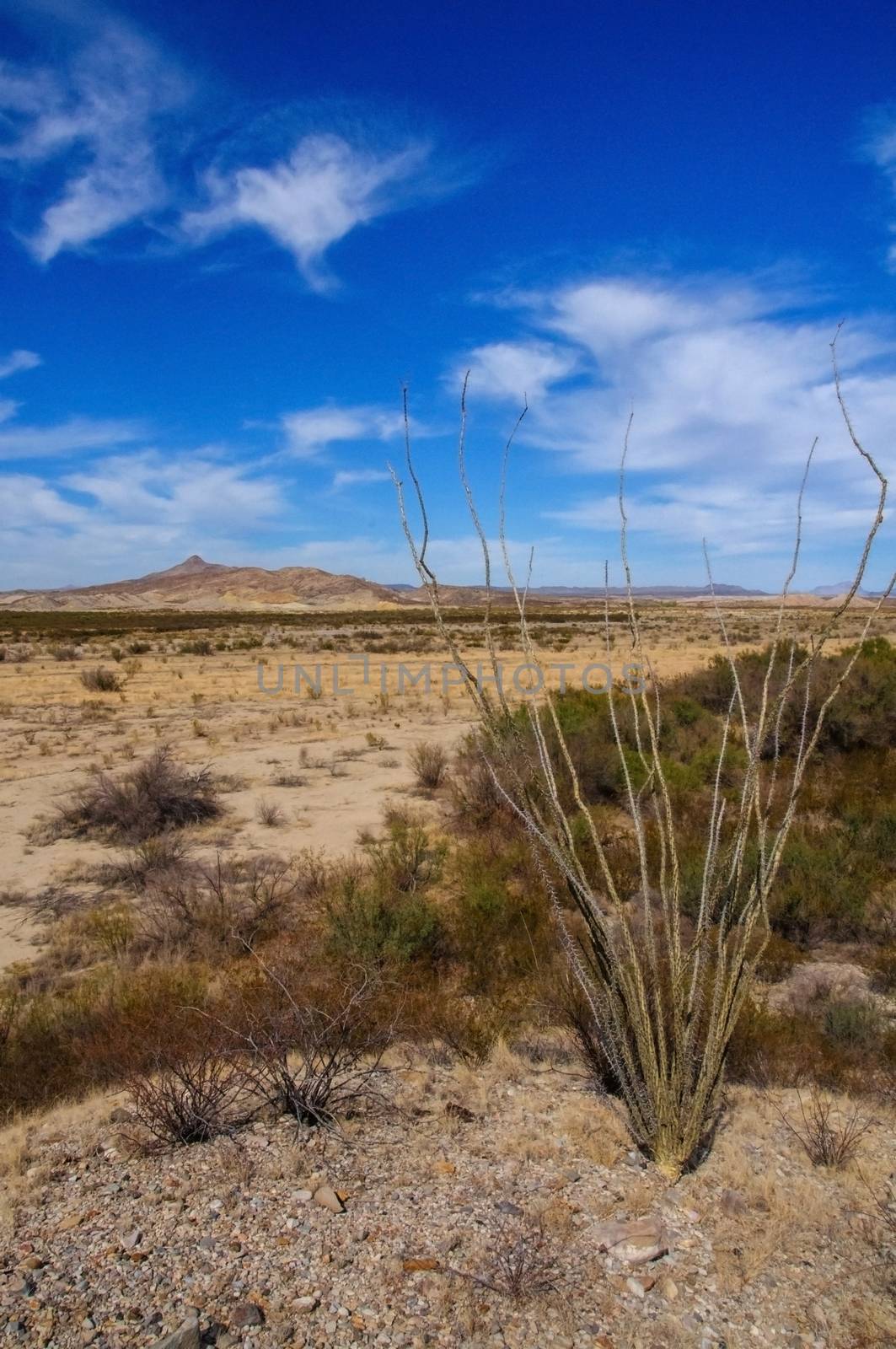 The ocotillo plant, Fouquieria splendens, in the Chihuahuan Dese by Hydrobiolog