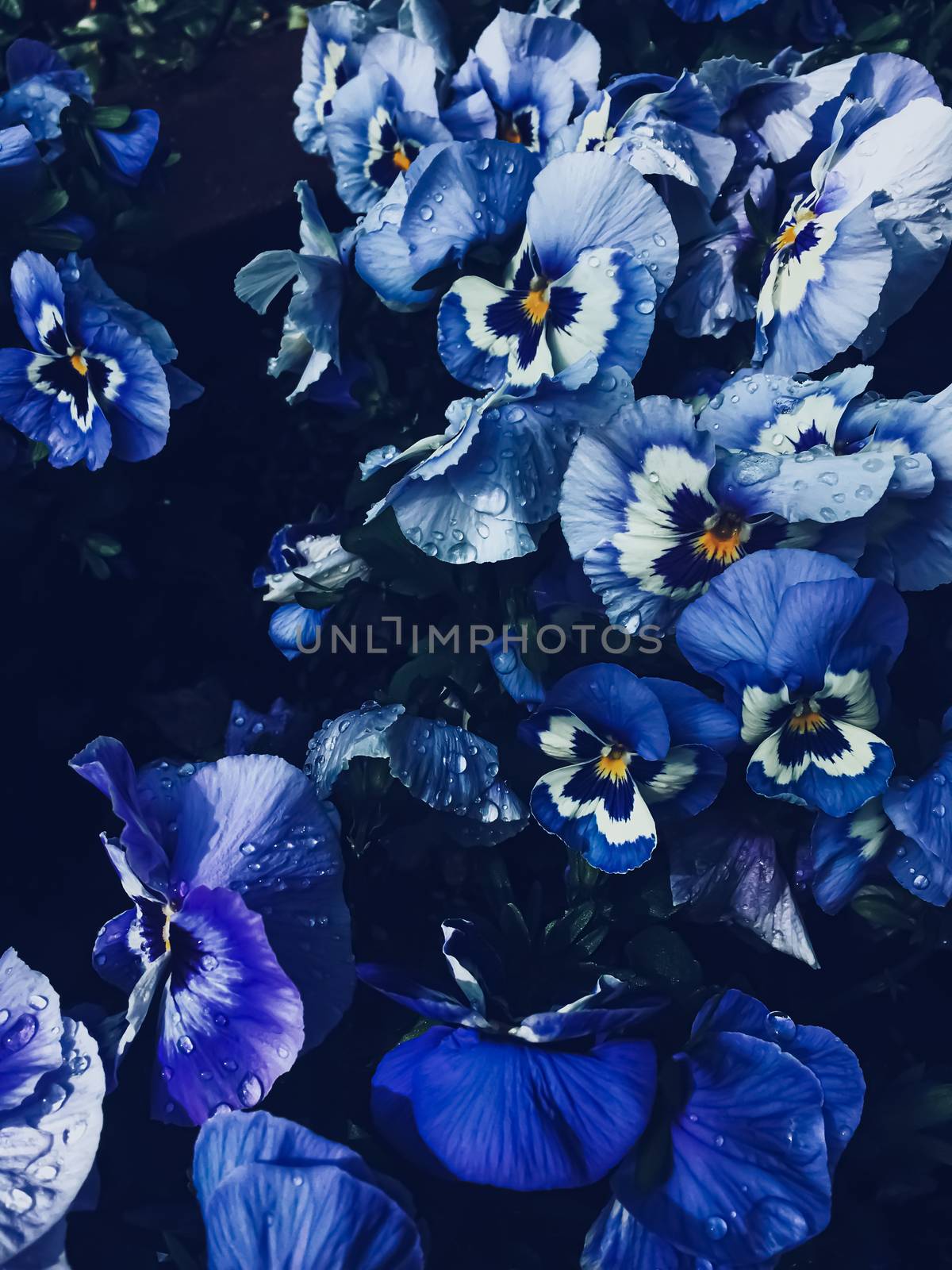 Blue flower on dark background, floral and nature concept