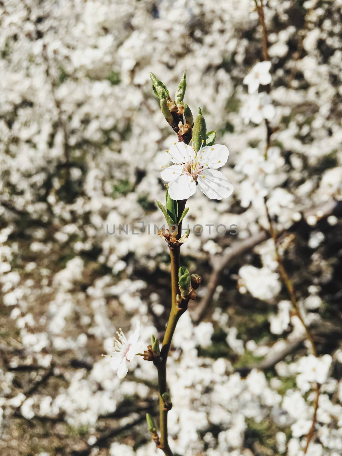 Blooming apple tree flowers in spring as floral background by Anneleven