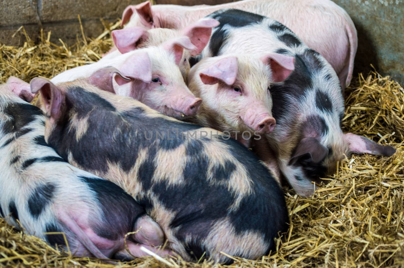 A litter of Gloucester Old Spot piglets bundled together in their sty. Berkshire farm, springtime.