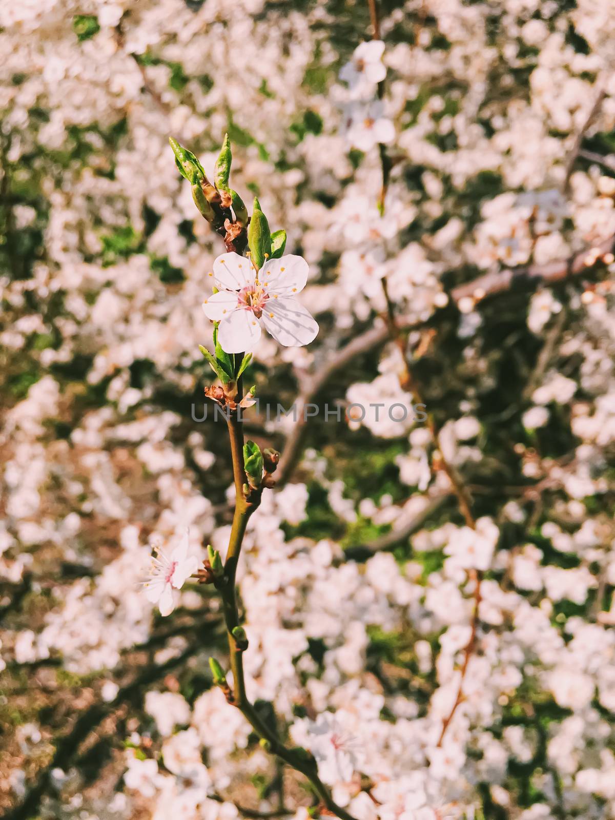 Blooming apple tree flowers in spring as floral background by Anneleven