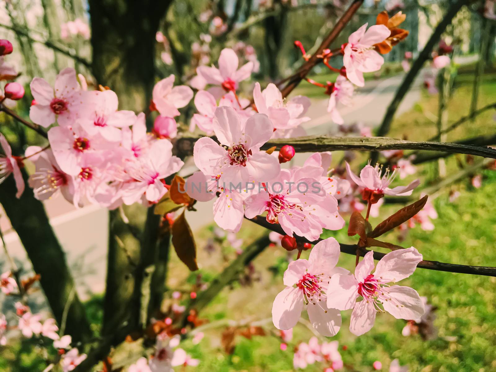 Apple tree flowers bloom, floral blossom in sunny spring