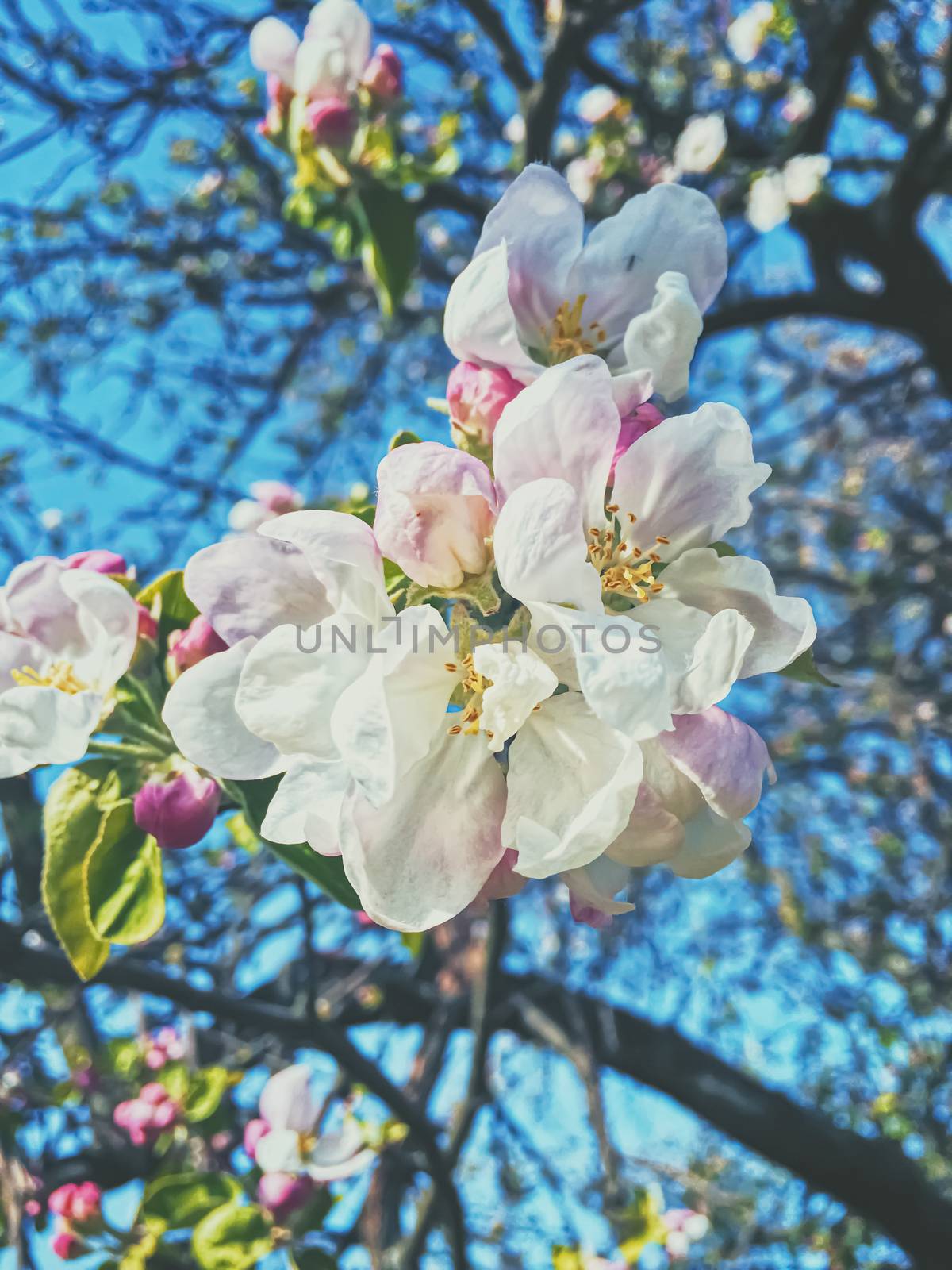 Blooming apple tree flowers in spring as floral background by Anneleven