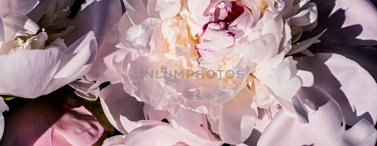 Peony flowers as luxury floral art background, wedding decor and event branding by Anneleven