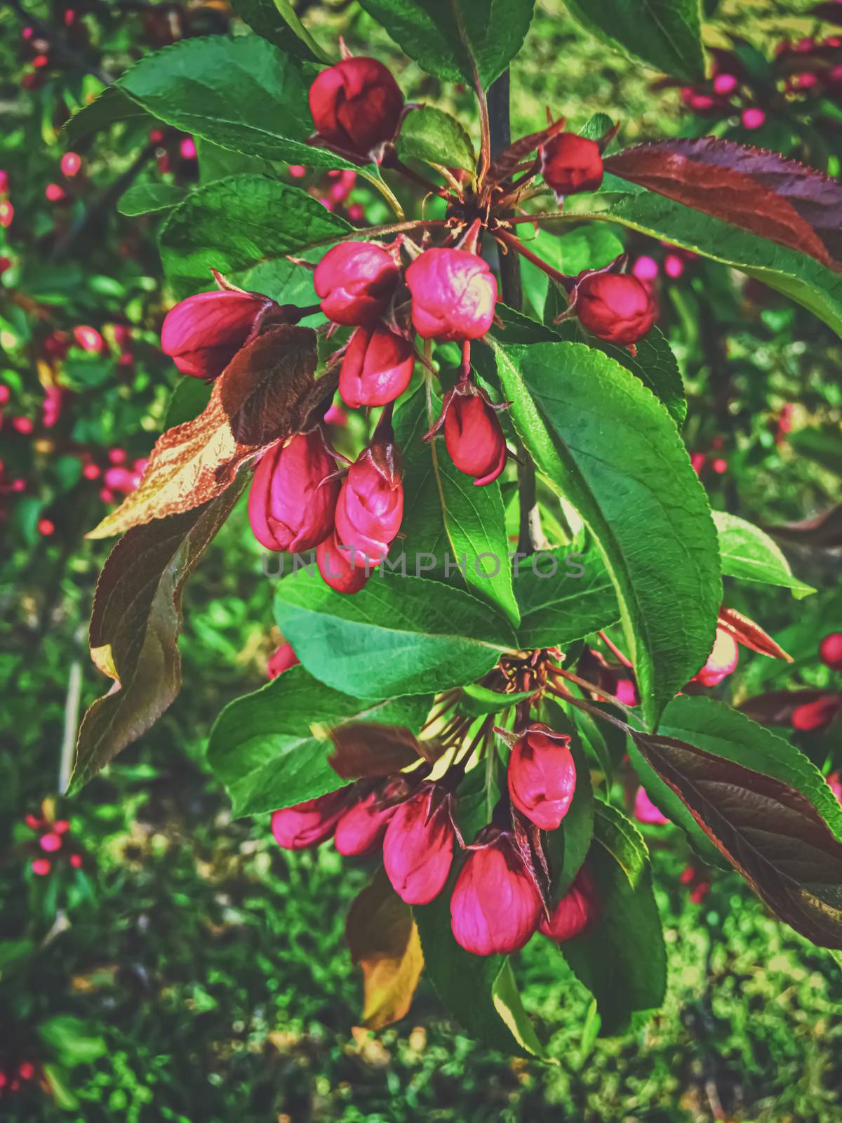 Red berries on tree at sunset in spring, nature and agriculture