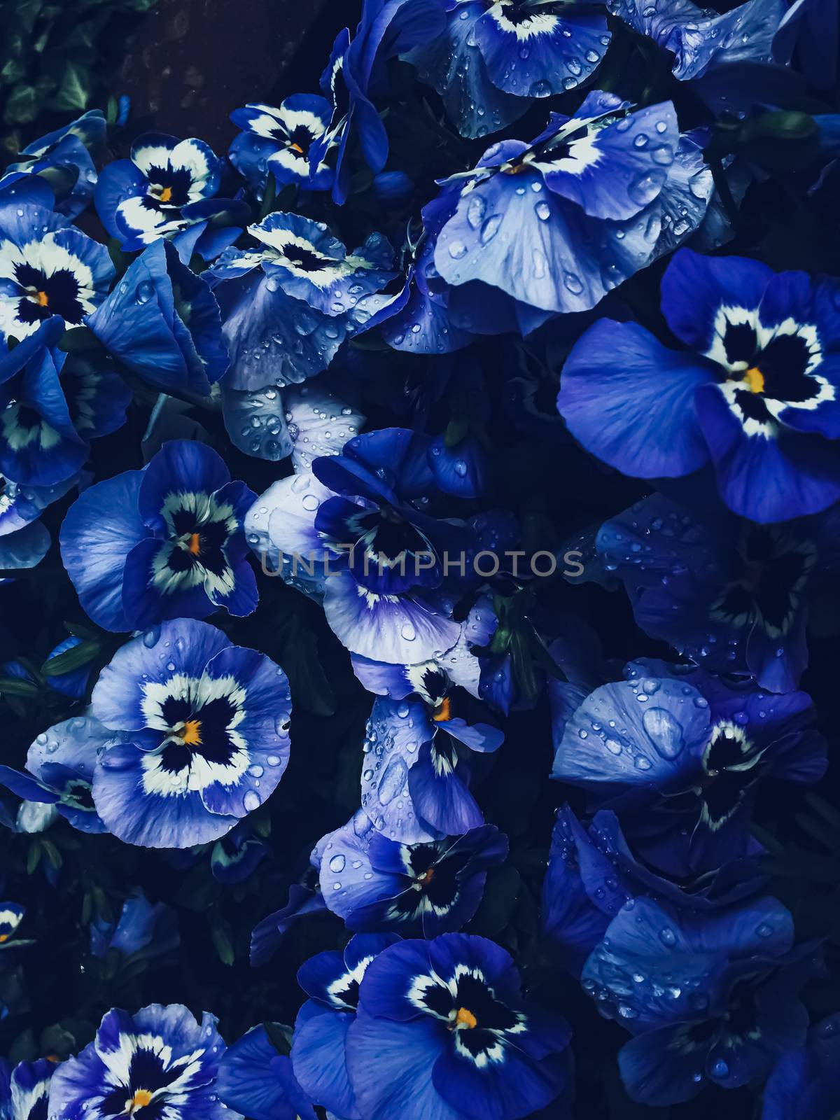 Blue flower on dark background, floral and nature by Anneleven