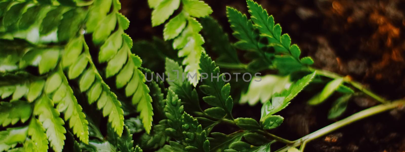 Tropical plant leaves in garden as botanical background, nature and environment close-up