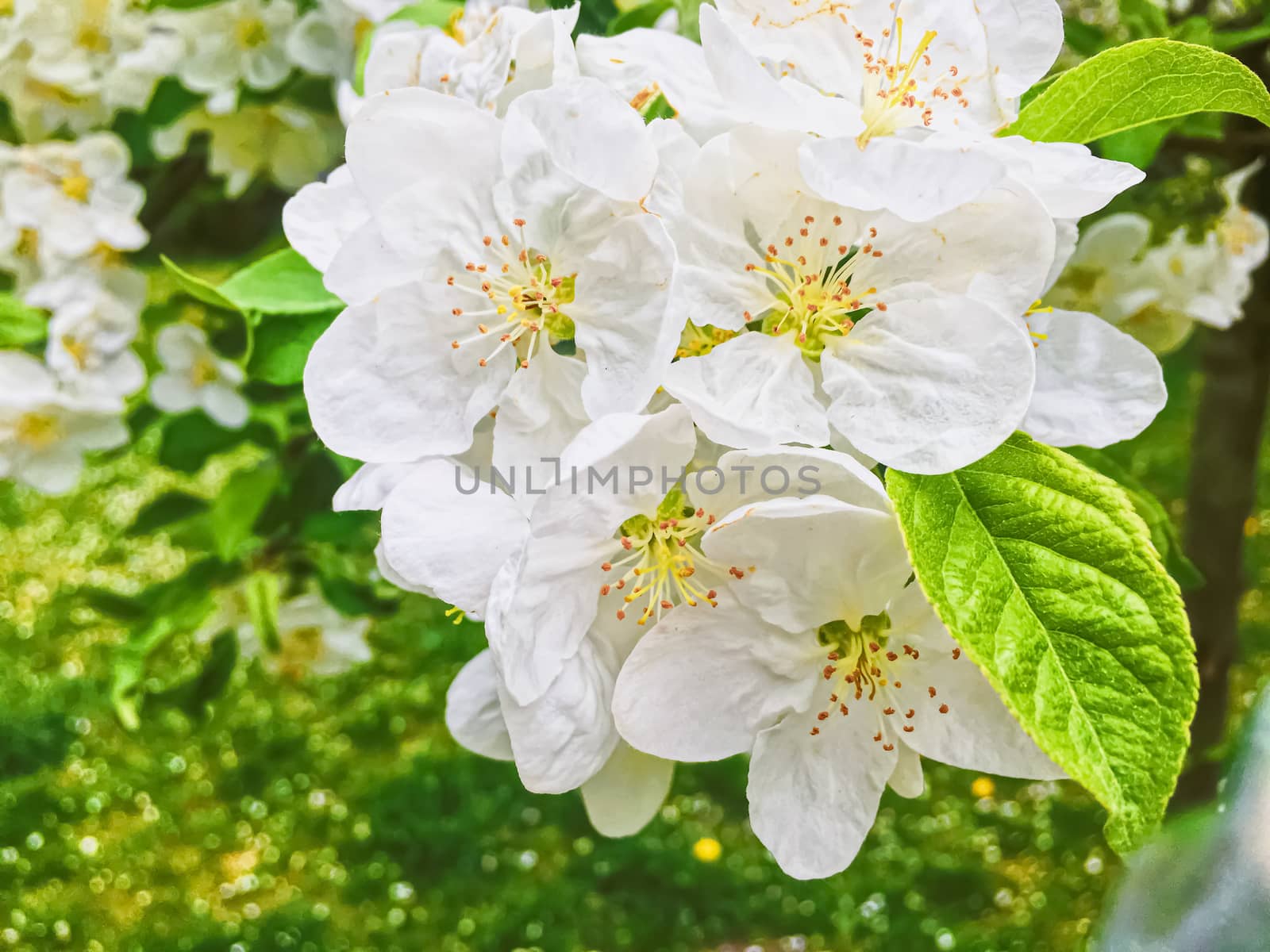 Blooming apple tree flowers in spring garden as beautiful nature landscape, plantation and agriculture scenery