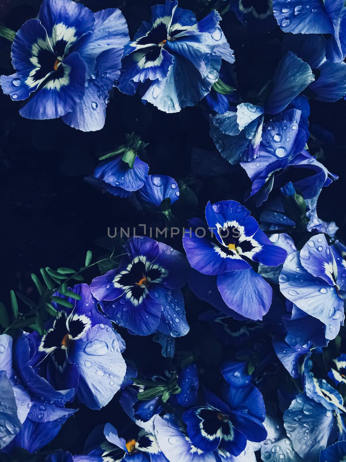 Blue flower on dark background, floral and nature concept